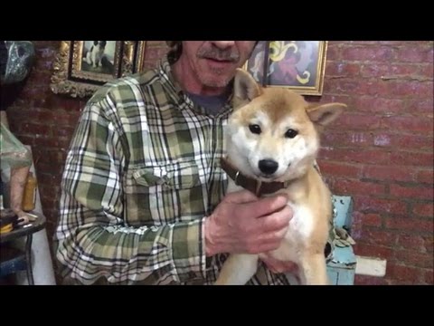 Train dog to retrieve it must know Hold : Force Hold / Force Fetch 5th day