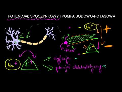 Potencjał spoczynkowy i pompa sodowo-potasowa