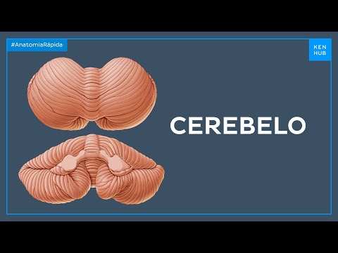 Anatomia macroscópica do cerebelo - Anatomia Fácil | Kenhub