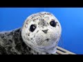 Meet baby harbour seal 