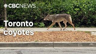 New research suggests cities may be going too easy on coyotes