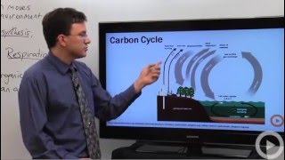 Carbon Cycle