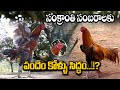 సత్తిబాబు గారి పందెంకోడి వైభవం Sattibabu Cocke