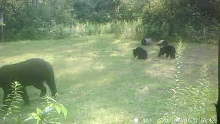 Barnes Lake Bears 5