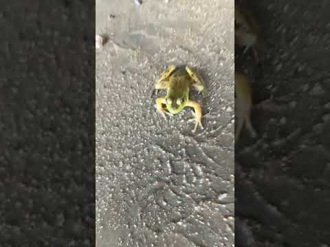 Say hi to frug🐸#frog #work #fyp #animals