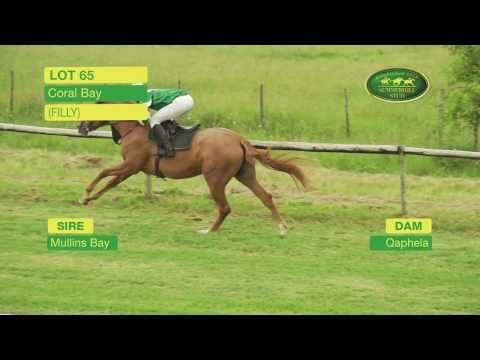 Lot 65 - CORAL BAY (Mullins Bay - Qaphela) Filly