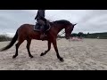 Hongre par U Chin van Schuttershof x Cor de la Bryère