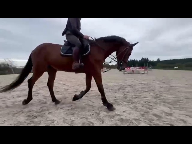 Hongre par U Chin van Schuttershof x Cor de la Bryère
