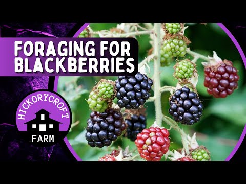 Foraging For Delicious Wild Blackberries! (Edible Wild Plant Foraging)