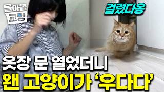 "무려 2년 동안 옷장에 숨어 지냈다고?!" 고양이가 어둠 속으로 사라진 눈물겨운 이유 #몰아볼교양