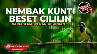 Download lagu 🔴 Live Masteran Tajam Nembak Kunti Cucak Cungkok Super Gacor vs Srindit Gacor Isian Cililin mp3