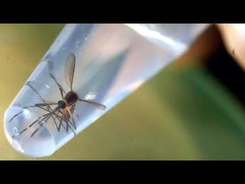 The Release of Exterminator GMO Mosquitoes Has Begun In Southern Florida
