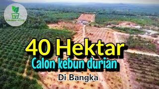 Download lagu 40 HEKTAR CALON KEBUN DURIAN #MANTAP mp3 Download lagu 40 HEKTAR CALON KEBUN DURIAN #MANTAP mp3