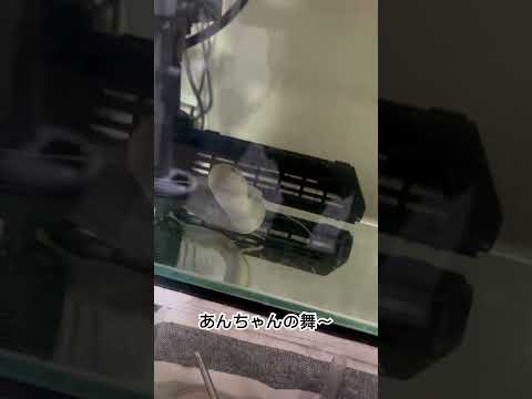 パリ水族館に併設されたプロトプテルス