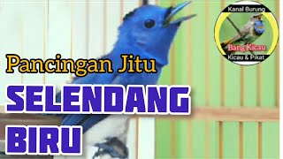 Download lagu SELENDANG BIRU GACOR NYRECET - PANCINGAN JITU SELENDANG BIRU mp3