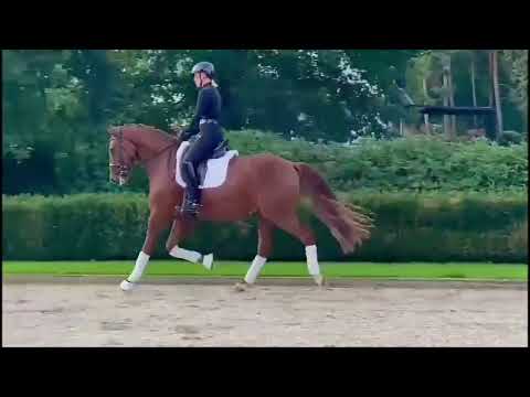 Fine Diamond // Dressage // Floriscount // 2020 // Gelding