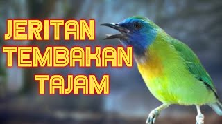 Download lagu KINOI ||MASTERAN FULL BESETAN and SHARP SHOT mp3