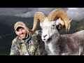 An Ancient Stone Sheep Hunting 13 Year Old Ram In British Columbia
