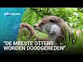 Praktisch iedere otter in Noord-Holland wordt doodgereden