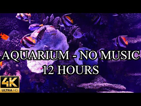 AQUARIUM 4K Coral Reef 4K Aquarium No Music No Ads - 12 Hours | Aquarium Sounds For Sleeping