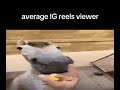 Average Instagram Reels Viewer