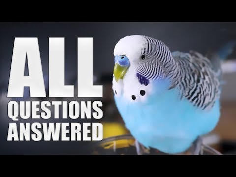 image-Do parakeets get lonely?