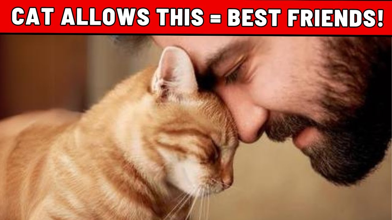 24 Signs That Your Cat Considers You Their Best Friend (Not Every Cat Owner!)