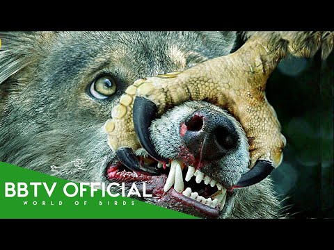 The Strongest and Deadliest Eagle in The World | Wildlife Documentary | BBTV Official
