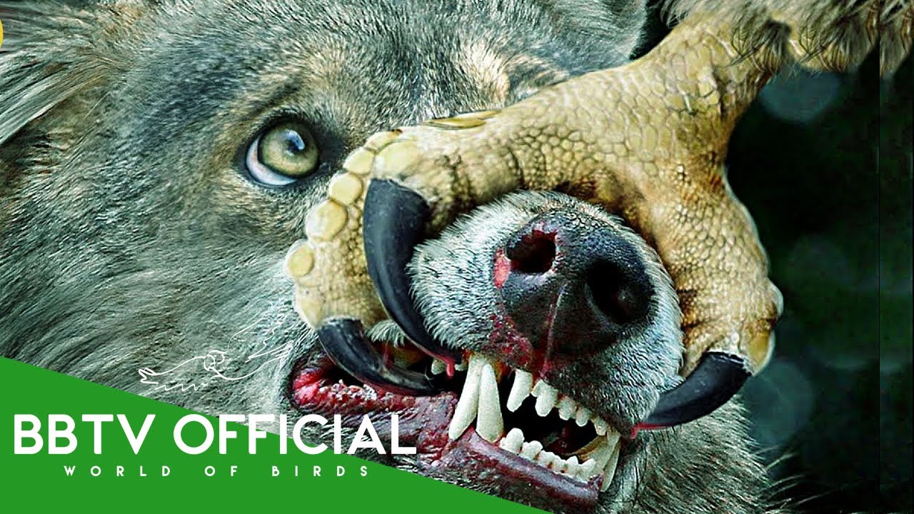 The Strongest and Deadliest Eagle in The World | Wildlife Documentary | BBTV Official