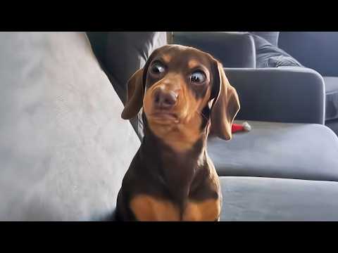 The Funniest DOGS of 2026 So Far 😂 Funny Dog Videos