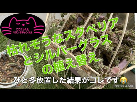 園芸 スタペリア