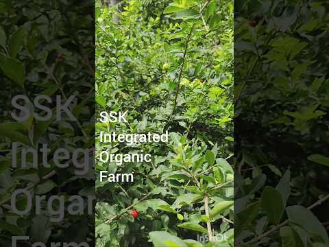 barbados cherry tangy-sweet, and exceptionally rich in Vitamin C