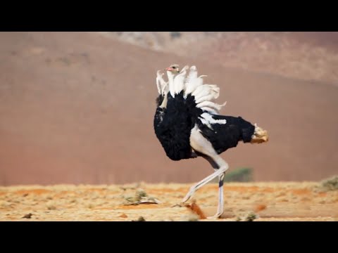 Ostrich Gives the Performance of His Life | The Mating Game | BBC Earth