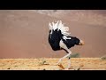 Ostrich Gives The Performance Of His Life The Mating Game BBC Earth