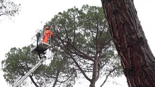 benevento-al-via-la-messa-in-sicurezza-dei-pini-al-viale-degli-atlantici