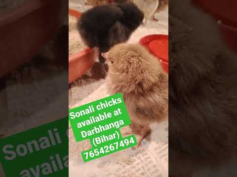 Sonali chicks available at Hitakshi Paultry Darbhanga #desichickenfarming