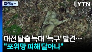 대전 탈출 늑대 '늑구' 포위망 피해 달아나 / YTN