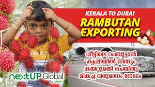 RAMBUTAN EXPORTING SHORT VIDEO  |  വീട്ടിലെ തോട്ടത്തിൽ നിന്നും വരുമാനം  |  നിങ്ങൾക്കും ഇത് ചെയ്യാം