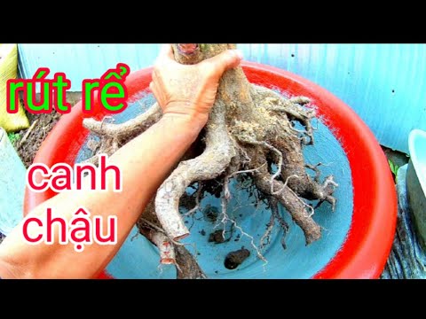 Quy trình trồng phôi mai vàng, đoạn đầu tiên - bonsai Nguyễn thừa