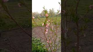 Персика цветение