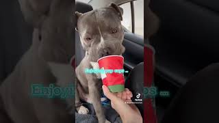 Video preview image #1 Mutt Puppy For Sale in El Centro, CA, USA