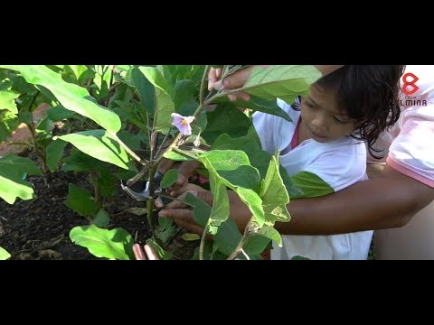 Garinia Elmina Gardens video