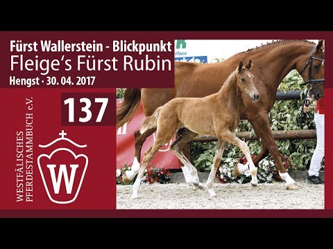 137 Fleige‘s Fürst Rubin  Hengst v. Fürst Wallenstein - Blickpunkt