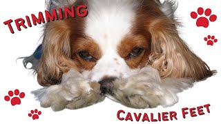 How to Trim a Cavalier King Charles Spaniels Feet Video | Grooming a Cavalier at Home Tips