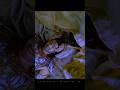 Pandavas And Kunti During Karna S Death Mahabharat Suryaputrakarn Edits Krishna Ytshorts Shorts