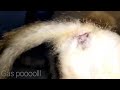 Cat S Mating Proses Kucing Kawin