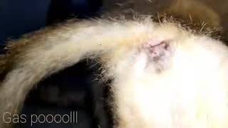 Download lagu Cat's mating...proses kucing kawin.... mp3