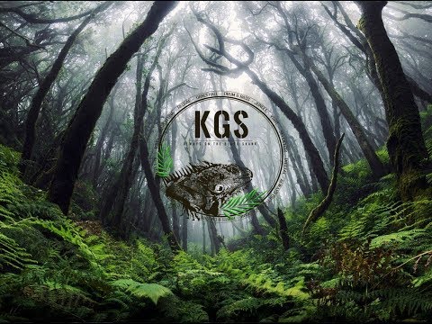 Jungle Selection · Reggae · Drum and Bass · (by KGEE)