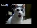 Surprised Cat With Big Eyed Lemur OMG