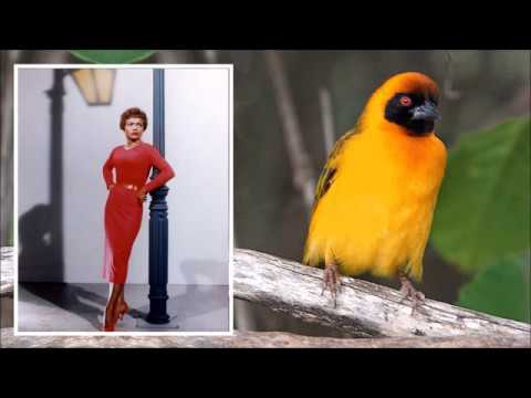 Eartha Kitt - Yellow  Bird